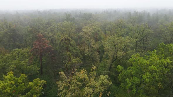 Fog in the Forest Aerial View alt