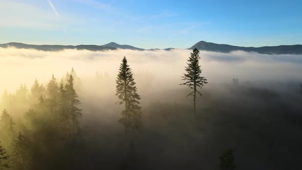 Foggy green pine forest with canopies of spruce trees and sunrise rays shining through branches alt