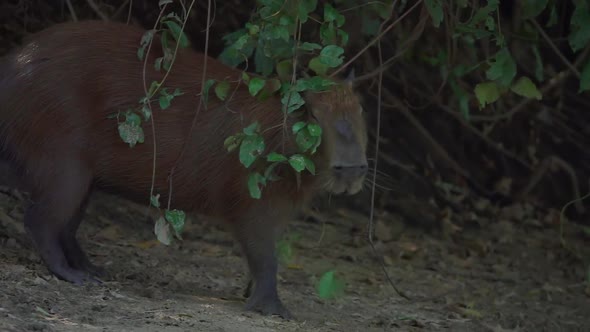 Cute Capybara in Natural Habitat