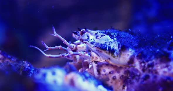 Kamchatka crab close-up. Paralithodes camtschaticus moves antennas. Underwater shooting.