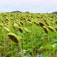 Field of sunflowers waving in wind in a Summer day on the island of Ruegen - VideoHive Item for Sale