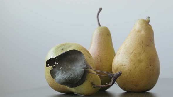 Pears swith peduncles on the table 4K 2160p UltraHD tilting footage - Close-up group of organic frui alt