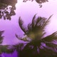 Storm Palms Under Clear 3 Sunset Sky - VideoHive Item for Sale