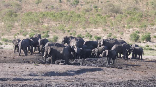 Herd of African Bush elephants around a waterhole alt