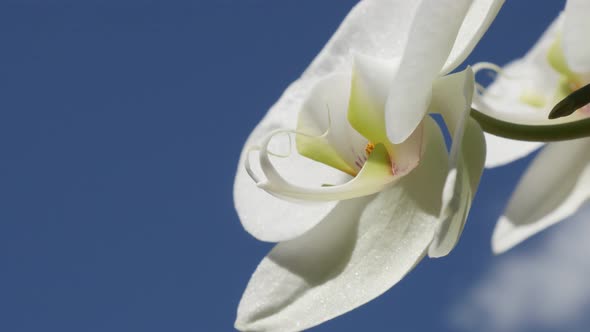 Details of Phalaenopsis amabilis flower outdoor 4K 2160p 30fps UltraHD footage - Moth orchid cultiva alt