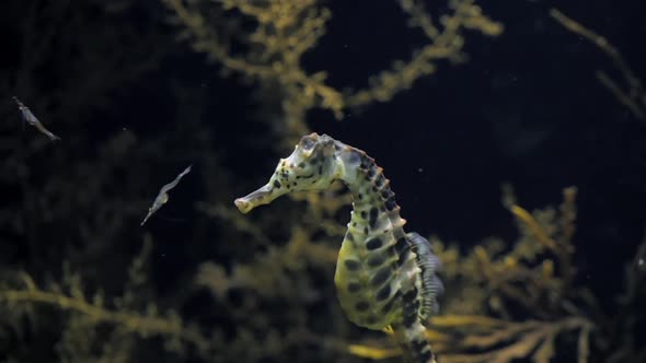 Seahorse Abdominalis Hunting alt