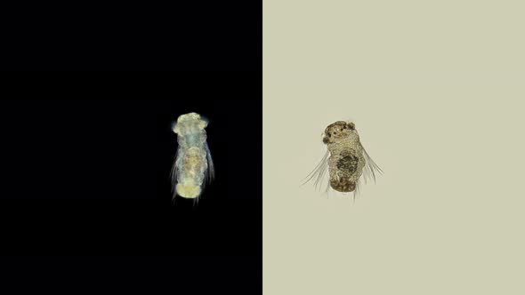 pelagic larva worm Polydora sp. (Spionidae) under a microscope alt