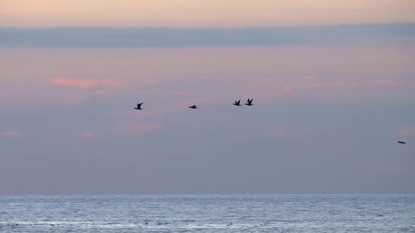 Gannet seabirds flying over the waves under a purple night sky -pan alt