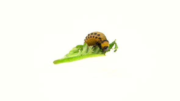 Larva of the Colorado Beetle Eats Leaves and Defecates on a White Background alt