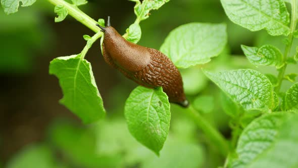 Spanish Slug Pest Arion Vulgaris Snail Parasitizes on Potato Leaves Solanum Tuberosum Potatoes Leaf