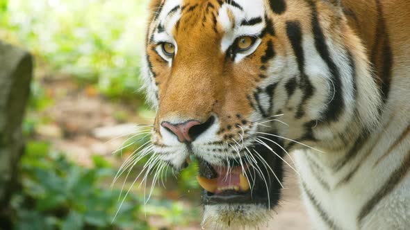 4K - Tiger tracks down prey. Close-up alt