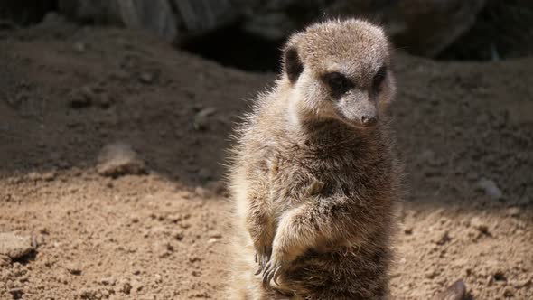 Jolly Meerkat Standing and Turning Its Head in a Zoo on a Sunny Day in Summer 