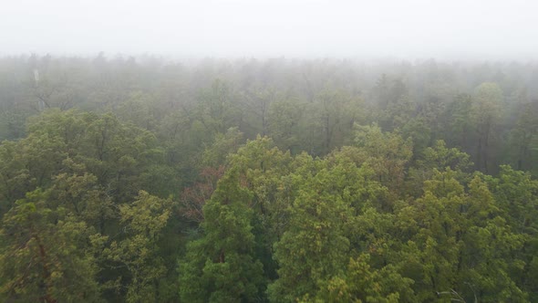 Forest in Fog in Rainy Autumn Weather. Ukraine. Aerial View, Slow Motion alt
