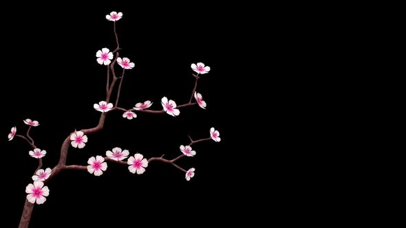 Cherry Blossom On Transparent Background 