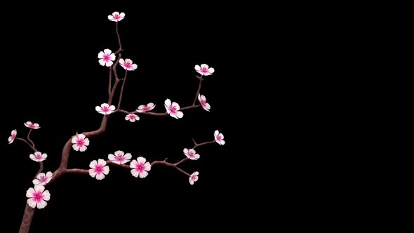 Cherry Blossom On Transparent Background  alt