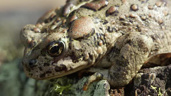Close view of Western Toad on stump with lichens alt
