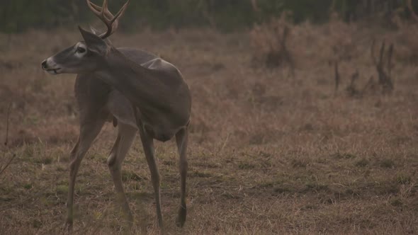 whitetail deer in texas alt