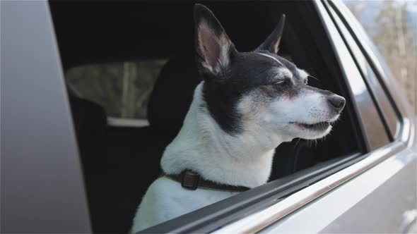 Adorable Small Dog Toy Fox Terrier with Face Out the Car Window alt