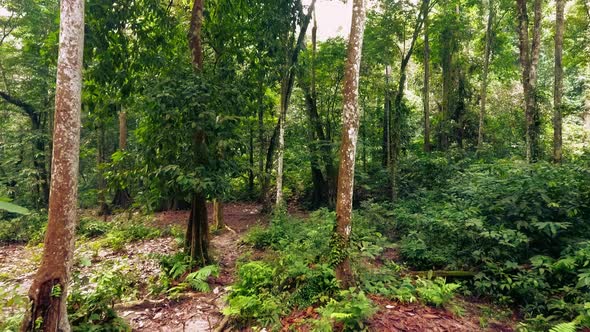 Deep Primeval Tropical Wild Rainforest Jungle Biosphere Forward Track