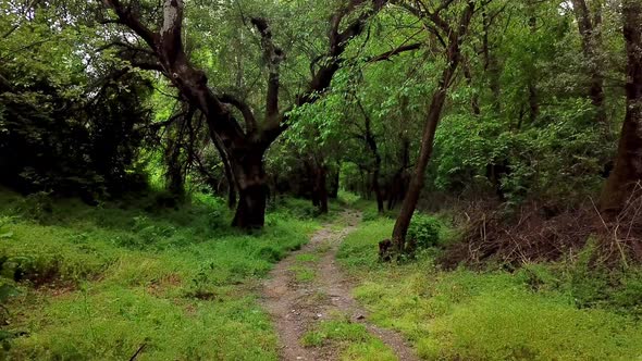 Wonderland Mysterious Forest - Moving Between Trees in Green Forest alt
