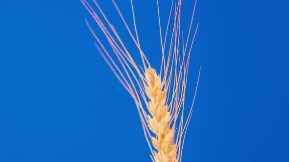 Closeup One Golden Ear of Wheat Rotates on a Blue Background
