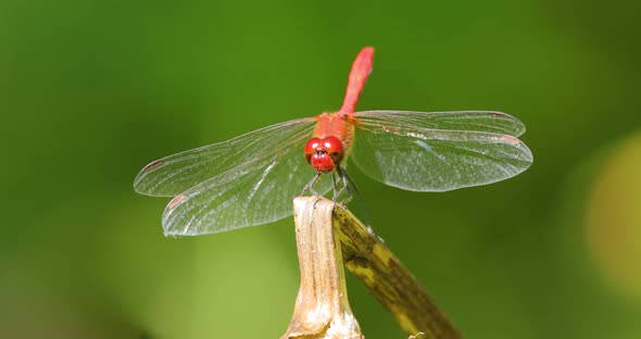 Scarlet Dragonfly Crocothemis Erythraea is a Species of Dragonfly in the Family Libellulidae alt