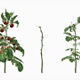 Tomato Tree Growing Timelapse - VideoHive Item for Sale