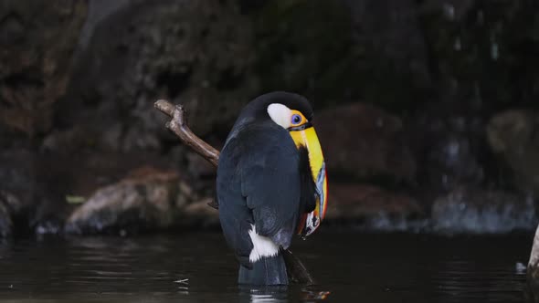 Close up of tropical Ramphastos Toco diving head in river during hot summer day in Brazil - Cooling alt