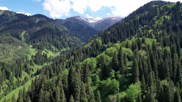 The High Mountains are Covered with Green Forest alt