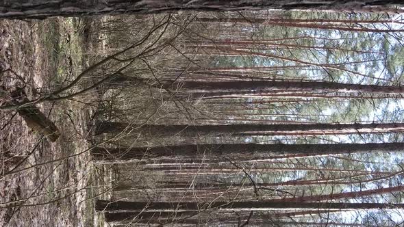 Vertical Video of Trees in a Pine Forest Slow Motion alt