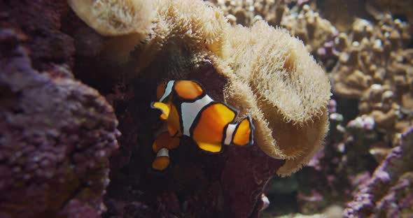 Clownfish Swimming Amongst Anemone In Aquarium alt