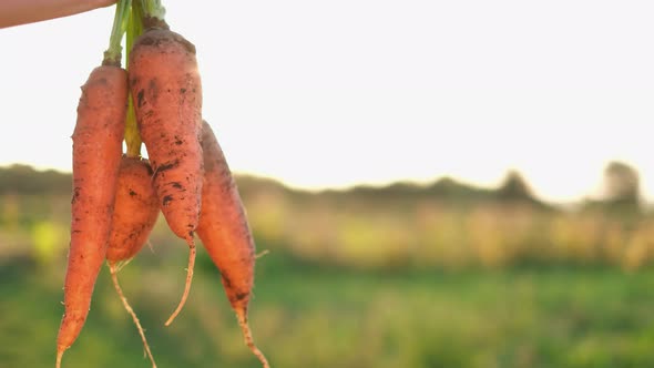 Close Up of Harvest Carrots Farm Shows to the Camera on a Background of Sunlight alt