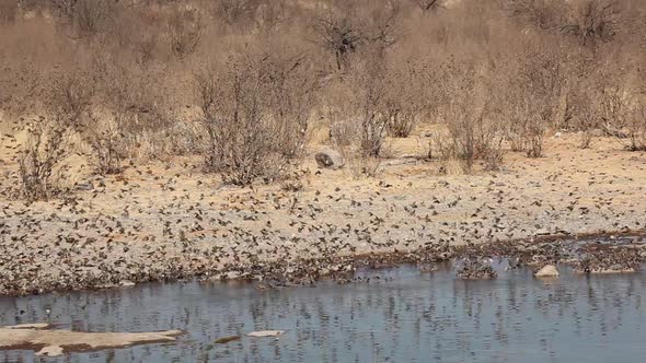 Red-Billed Queleas Drinking Water alt