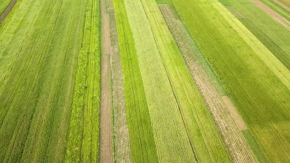 Aerial view of green agriculture fields in spring with fresh vegetation after seeding season. alt