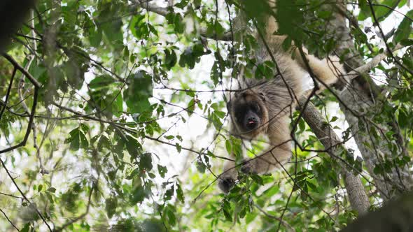 Howler monkey hangs from prehensile tail in tree, eats berries from canopy alt