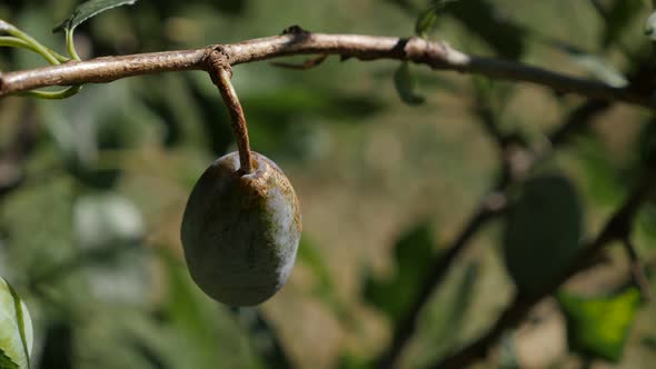 Single immature plum fruit shallow DOF 4K 2160p 30fps UHD footage - Close-up of Prunus domestica on  alt