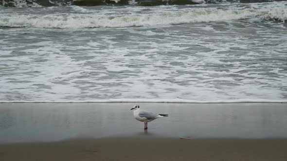 Seagull on the sea shore alt