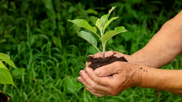 The Child and Grandmother are Planting Trees in the Garden alt