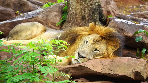 male lion resting near a tree