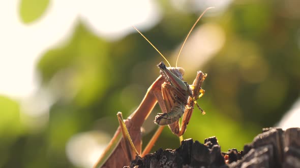 A Grasshopper Being Eaten By the Mantis Religiosa in Japan alt