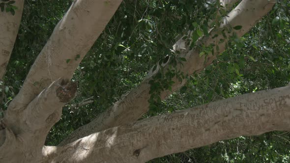 Name carving on tree branches alt