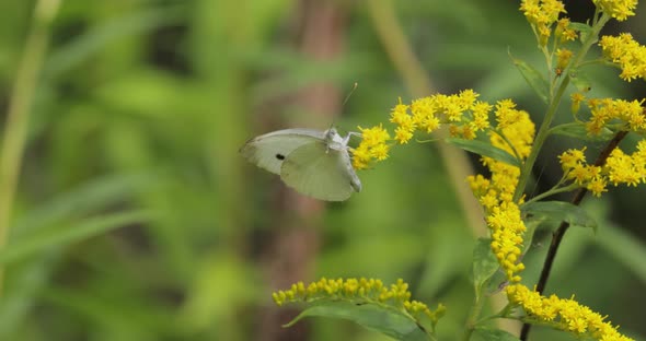 Pieris Brassicae the Large White Butterfly Also Called Cabbage Butterfly alt