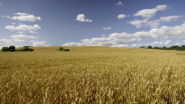Agricultural field of cereals in summer