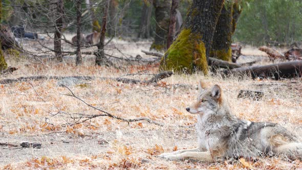Wild Wolf Animal Coyote or Coywolf Yosemite Forest Wildlife California Fauna alt