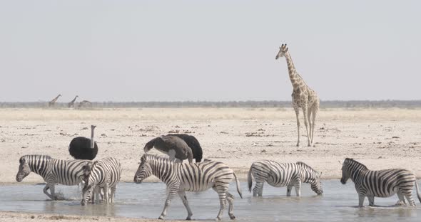 Ostrich Zebra and Giraffe