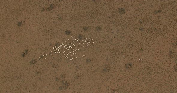 Topdown View Over the Desert Pasture of Patagonia. A Flock of Sheep Run Along the Field. alt