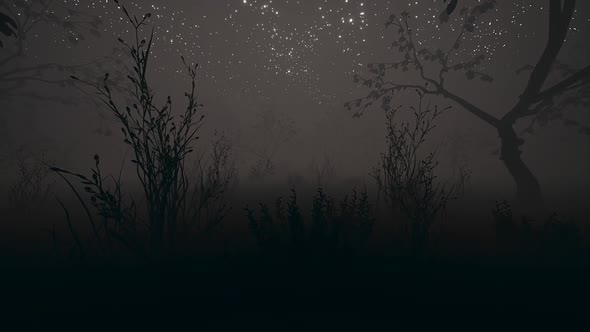Dark Night Garden Fog 