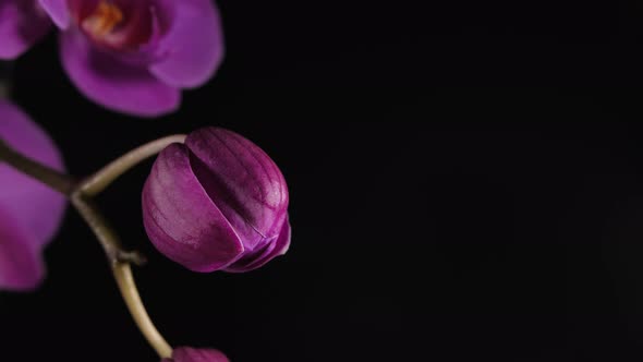 Timelapse Shot of an Orchid Flower Blooming on a Black Background alt