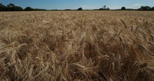 Wheat field in Occitanie, France alt