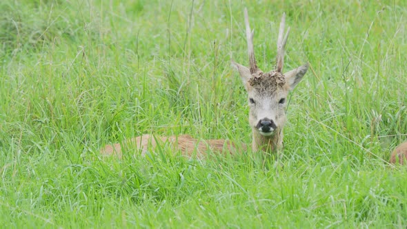 Fallow Deer Is Lying in Grass and Chewing Something. Dama Dama, Ruminant Mammal, alt